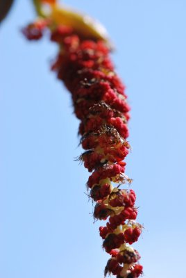 Populus androscoggin - topol Androscogův - květenství 3